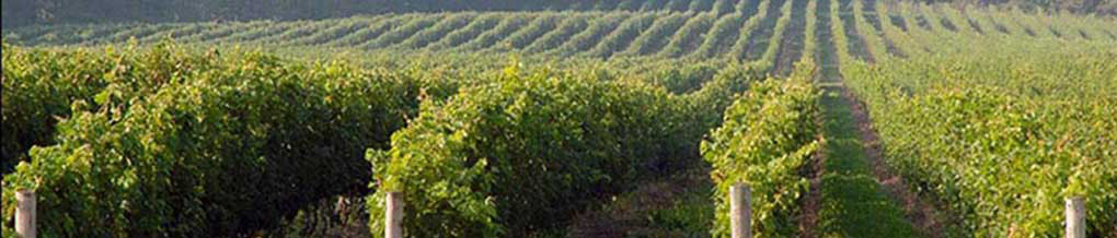 landscape vineyards